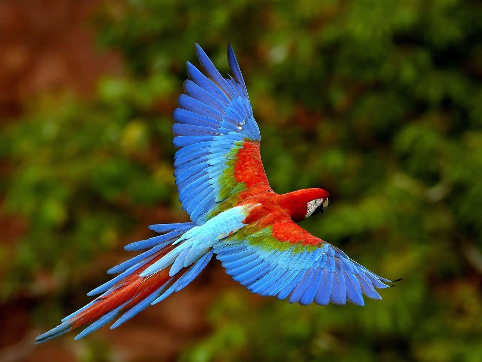 Macaw Coloré En Vol Fond d'écran