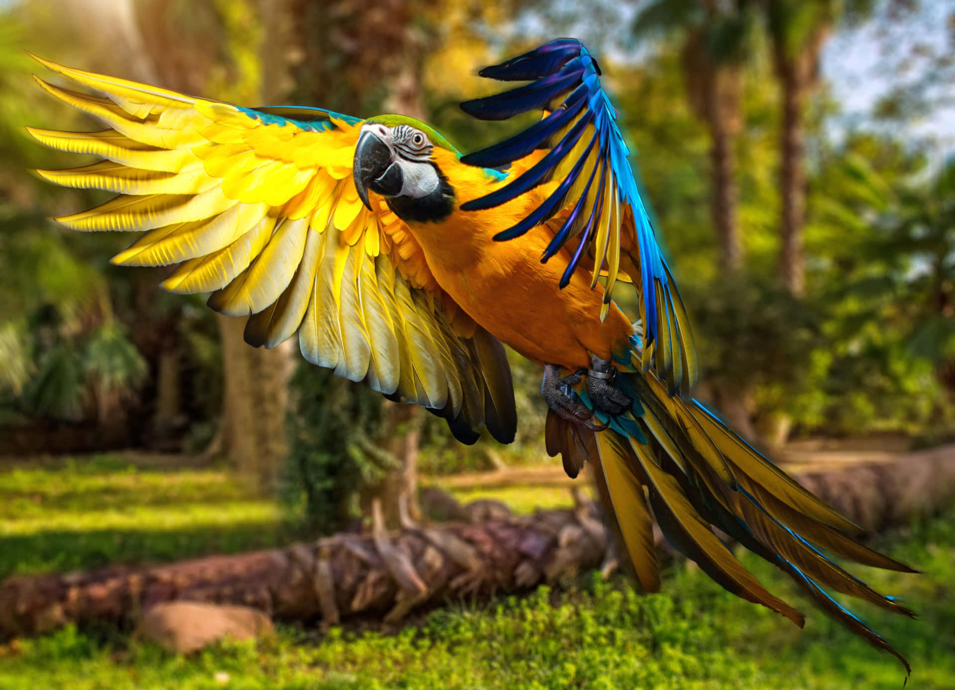 Vibrant Macaw In Flight.jpg Wallpaper