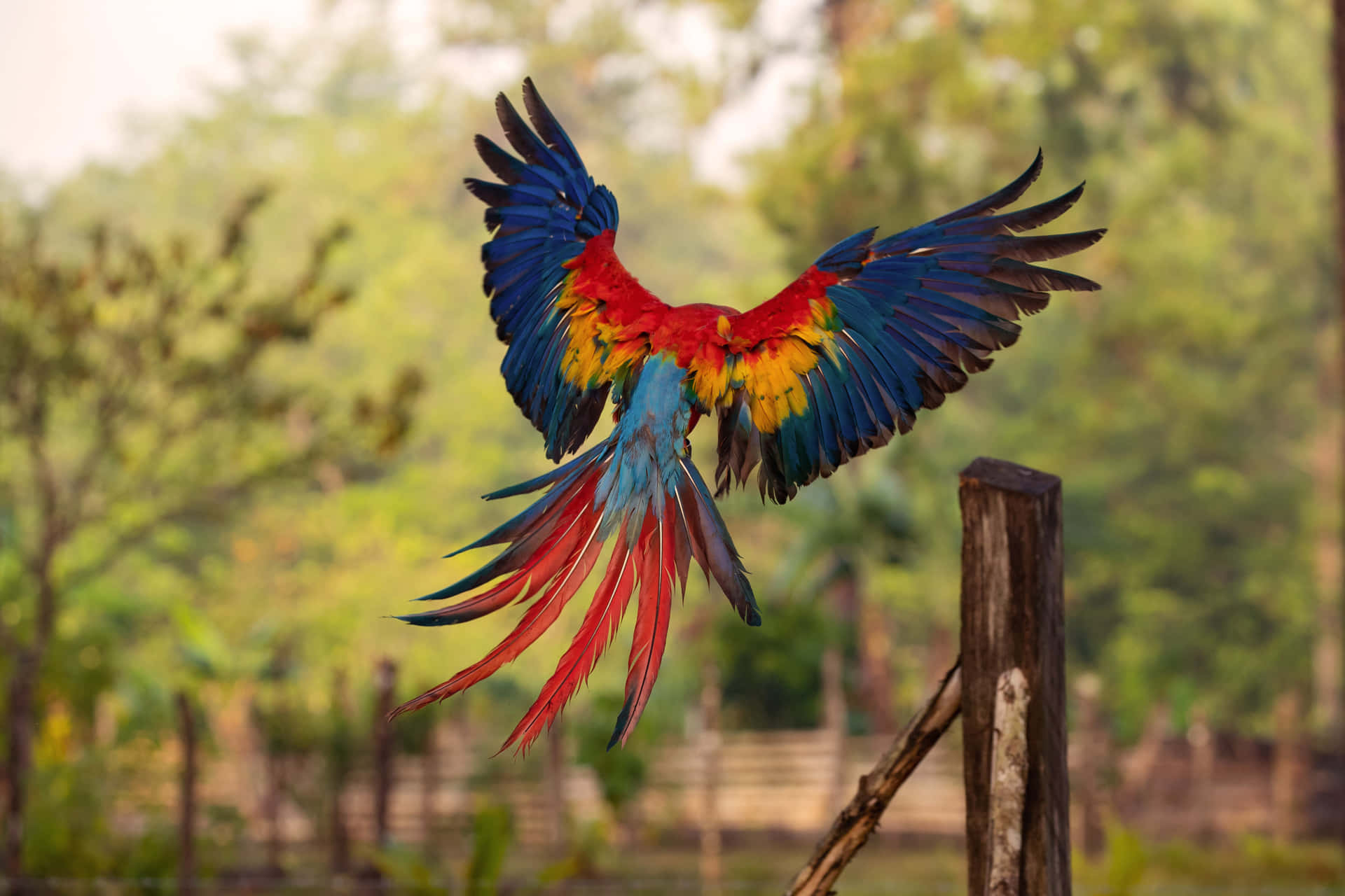 Vibrant Macaw In Flight4 K Wallpaper