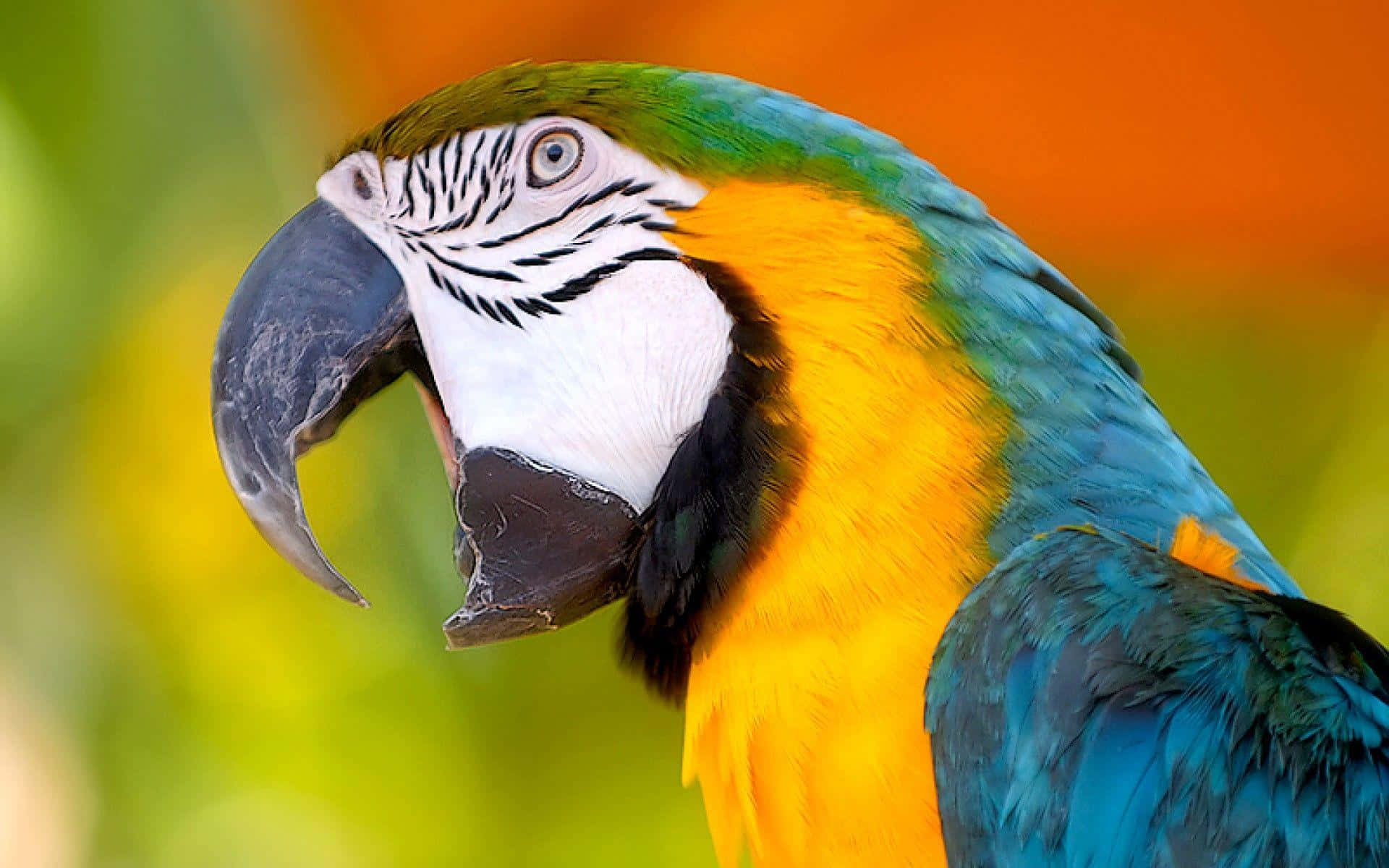 Potret Macaw Berwarna Cerah Wallpaper