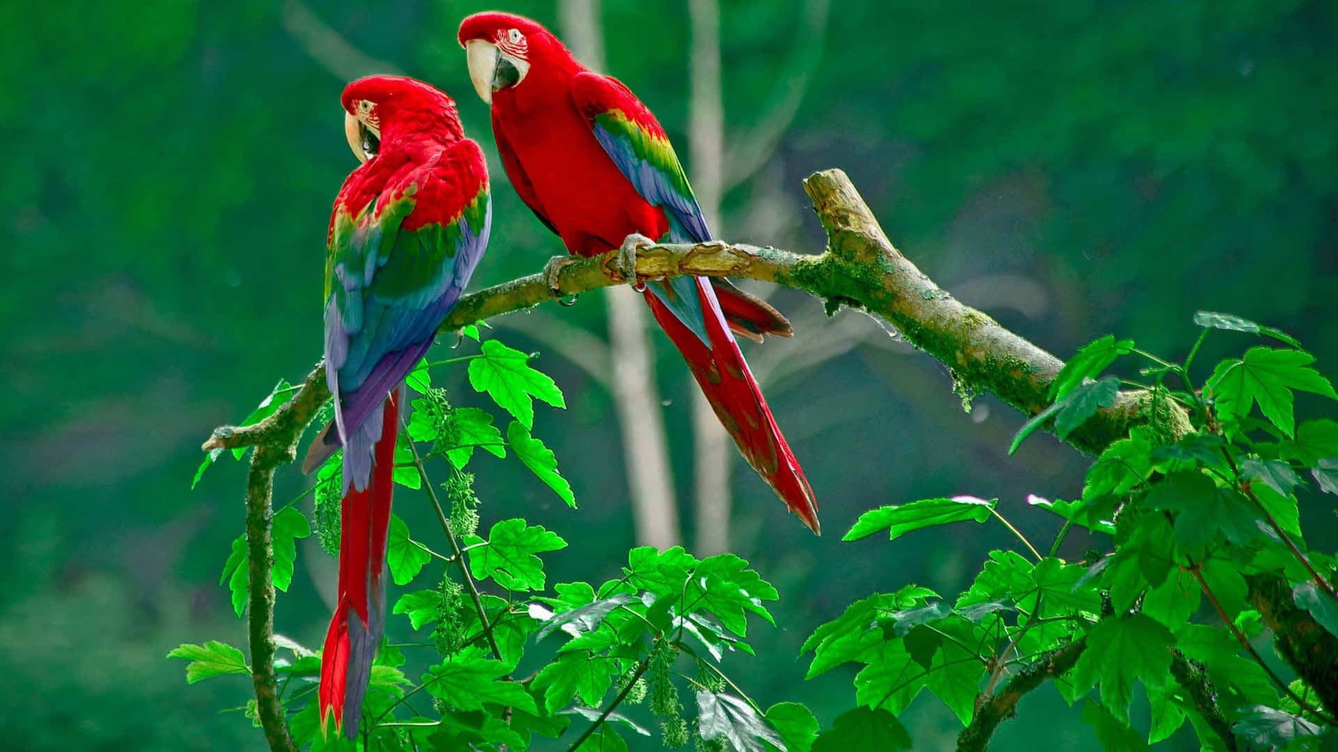 Vibrant_ Macaws_ Perched_in_ Greenery_4 K.jpg Wallpaper