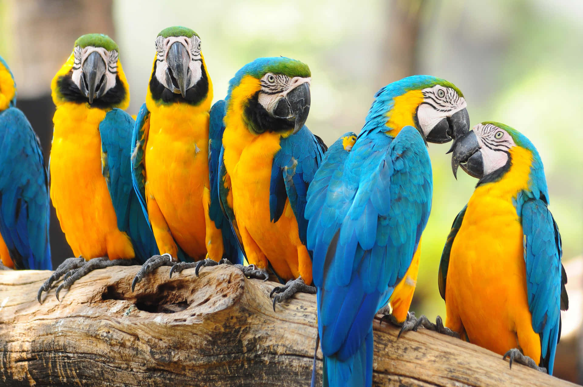 Vibrant Macaws Perched Together Wallpaper