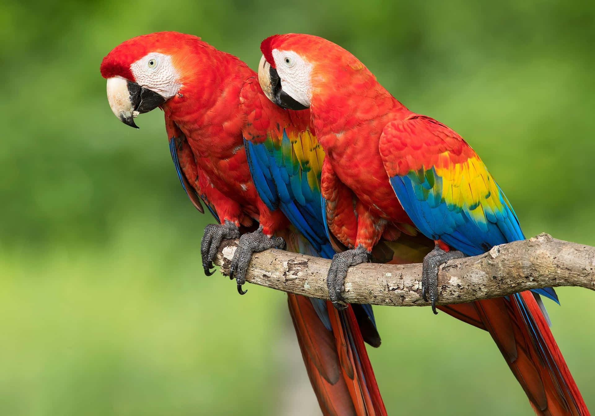Vibrant Macaws Perched Together Wallpaper