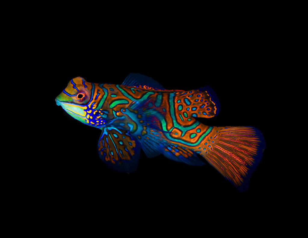 Vibrant Mandarinfish Black Background Wallpaper