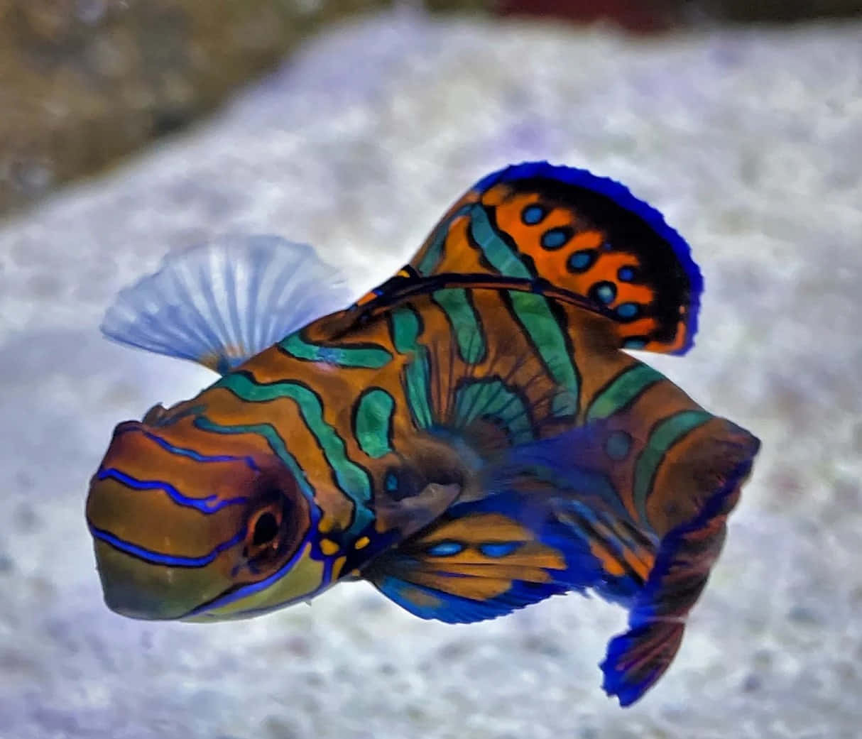 Vibrant Mandarinfish Swimming Wallpaper