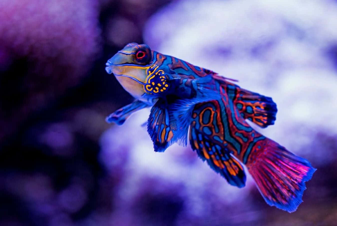 Vibrant Mandarinfish Swimming Wallpaper