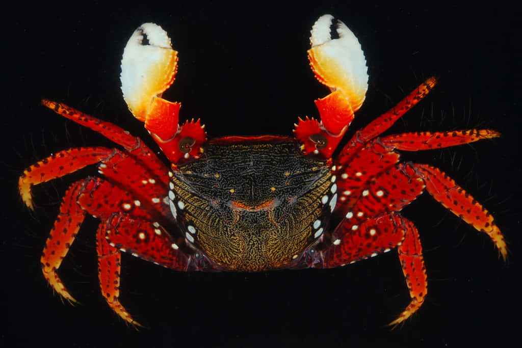 Vibrant Mangrove Crab Display Wallpaper