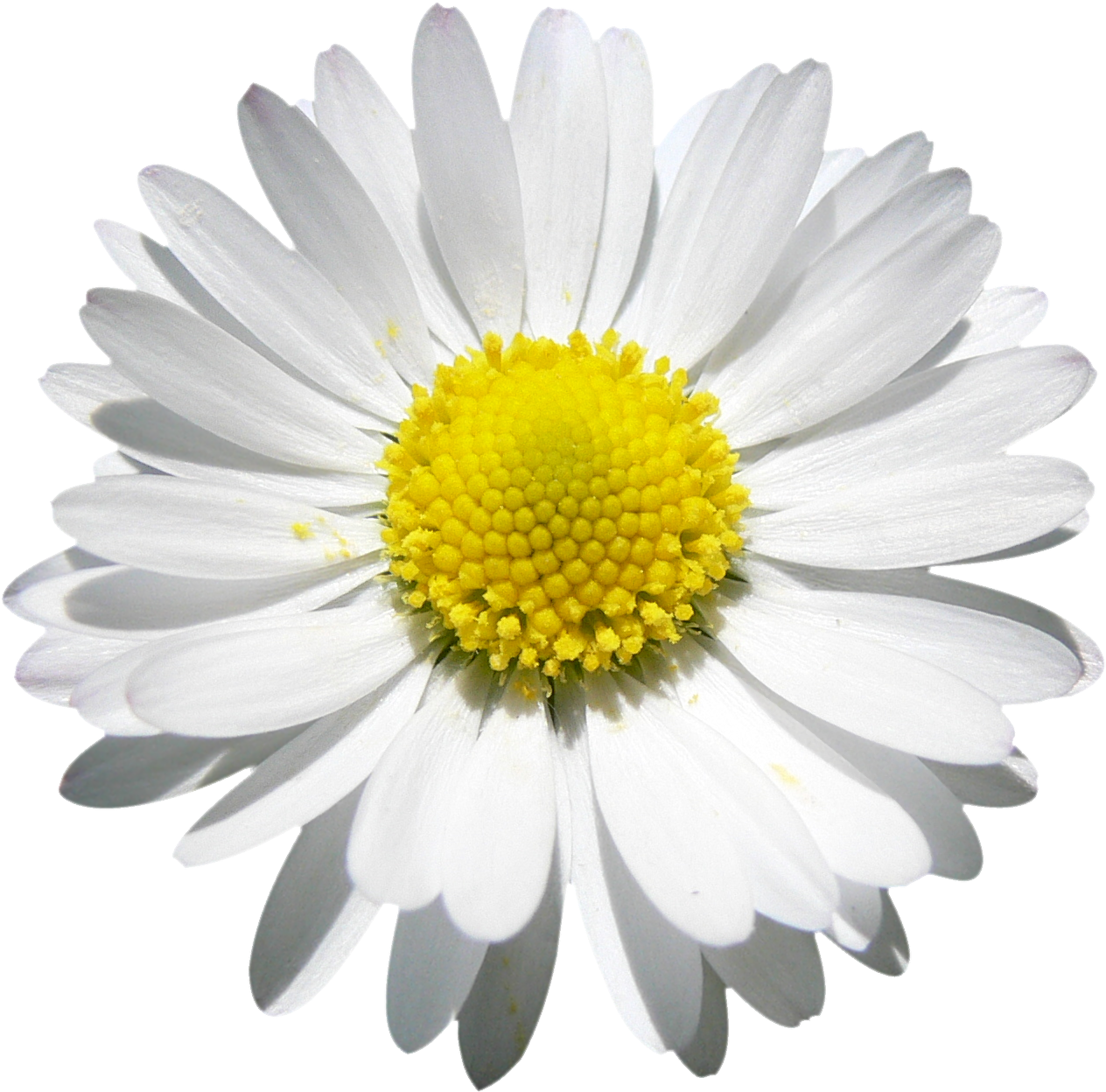 Vibrant Marguerite Daisy Flower PNG