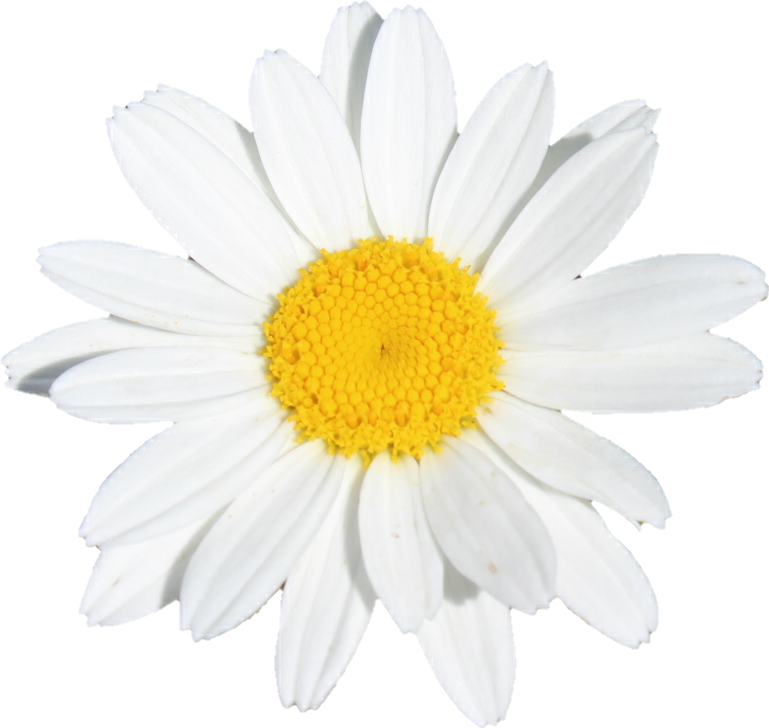 Vibrant Marguerite Daisy Flower PNG
