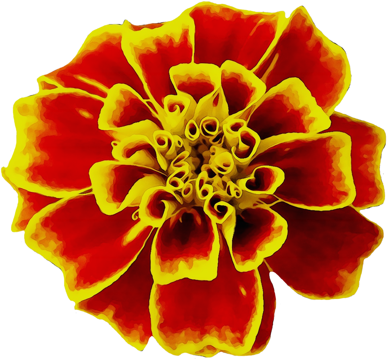 Vibrant Marigold Artwork PNG