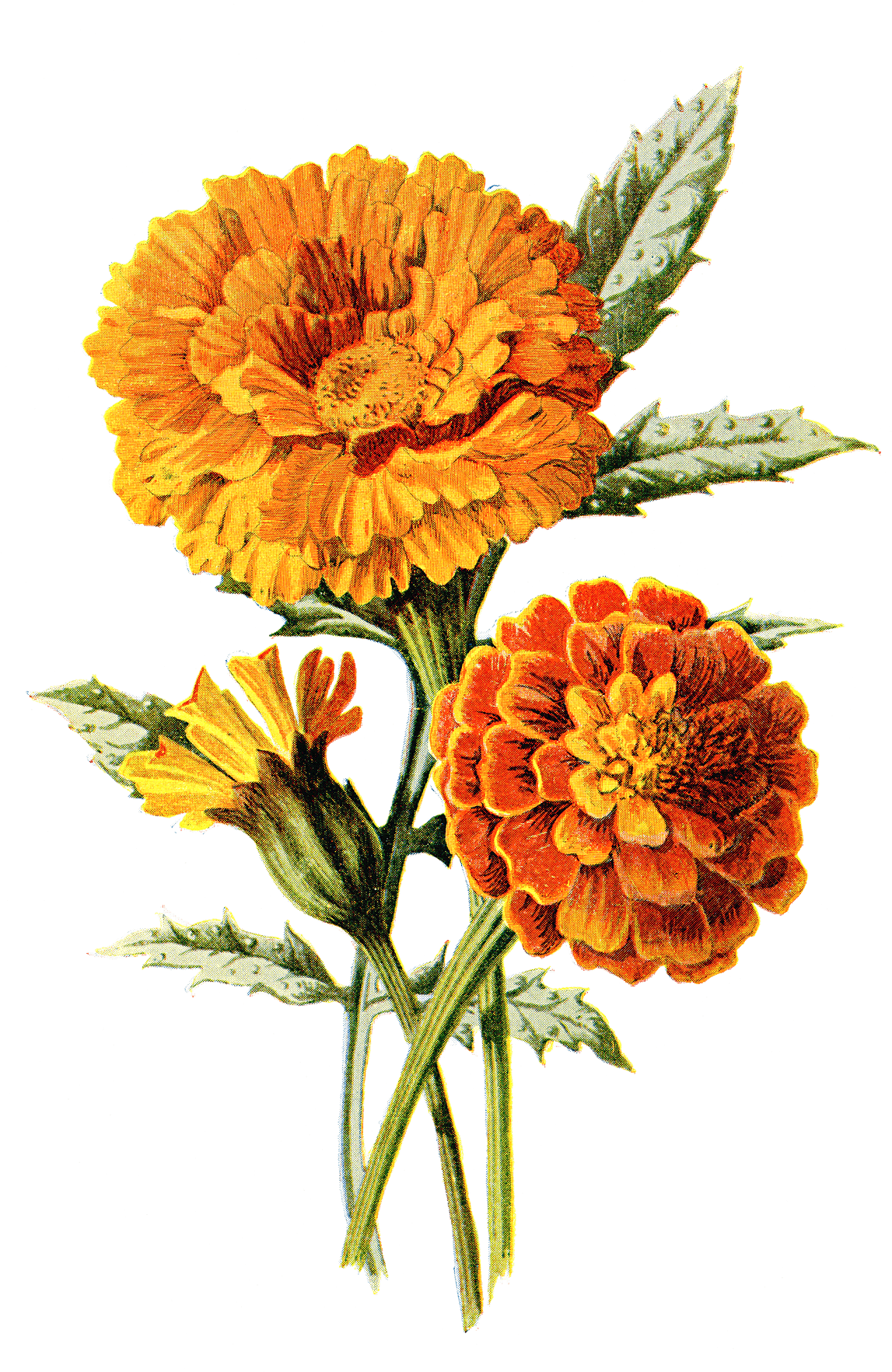 Vibrant Marigold Blooms PNG