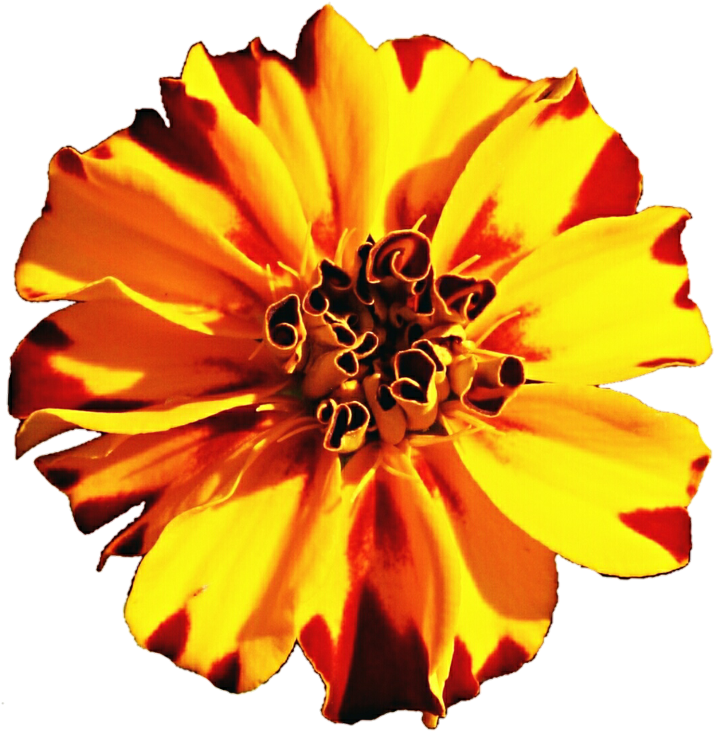 Vibrant Marigold Closeup.png PNG