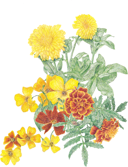 Vibrant Marigold Collection PNG