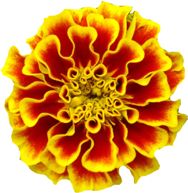 Vibrant Marigold Flower PNG