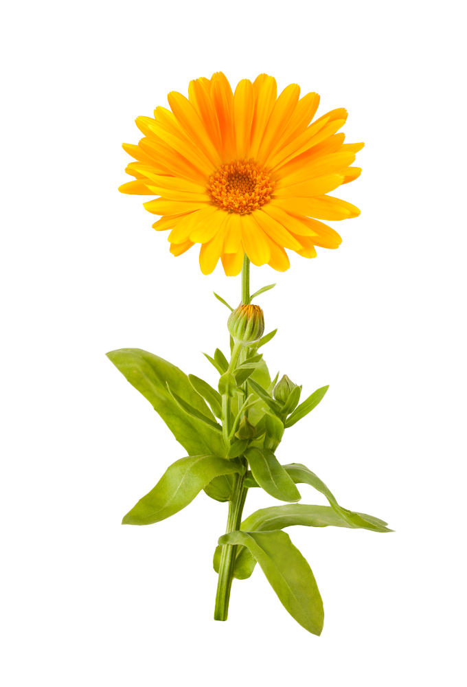 Vibrant Marigold Flower PNG