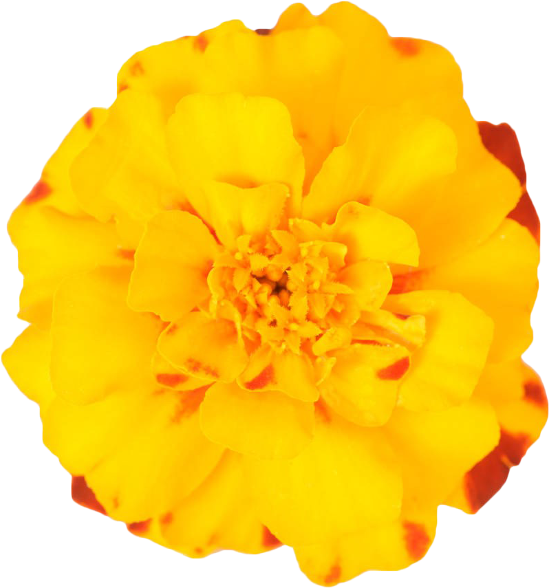 Vibrant Marigold Flower Isolated PNG