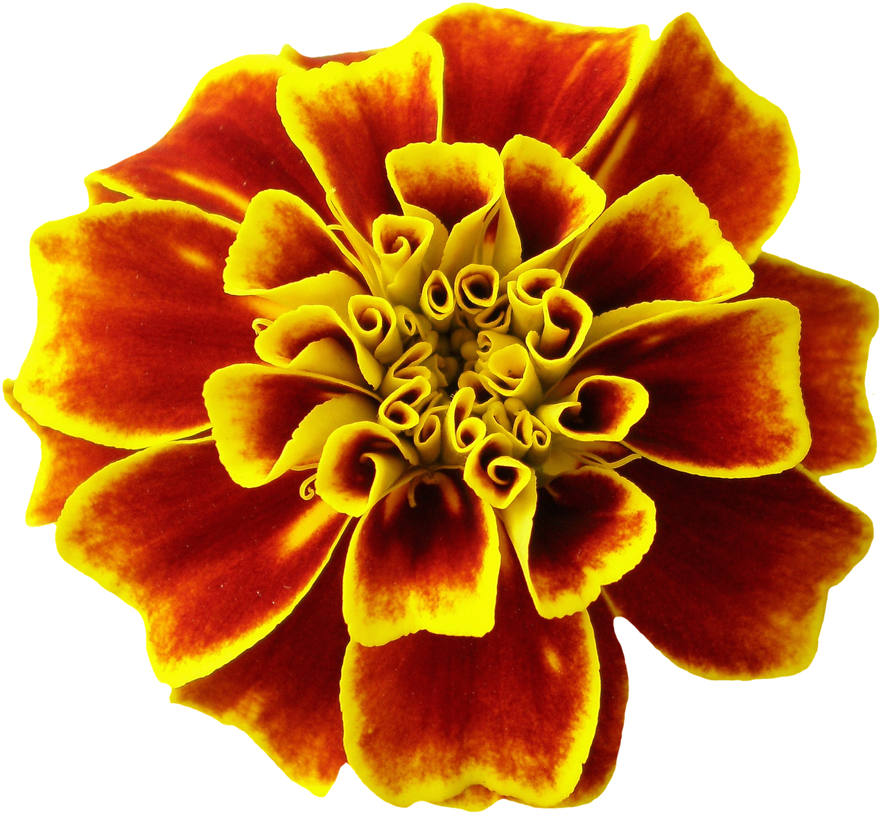 Vibrant Marigold Flower.png PNG