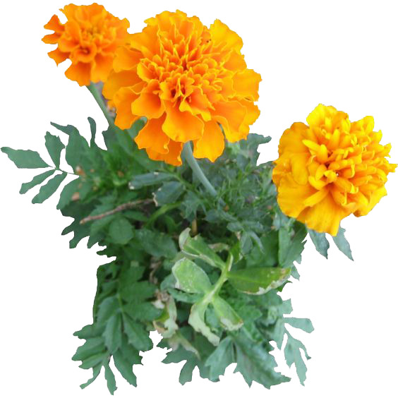 Vibrant Marigold Flowers PNG