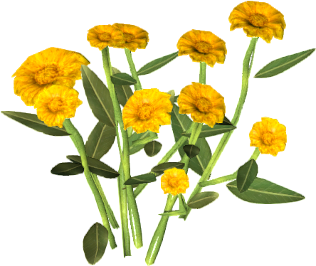 Vibrant Marigold Flowers PNG