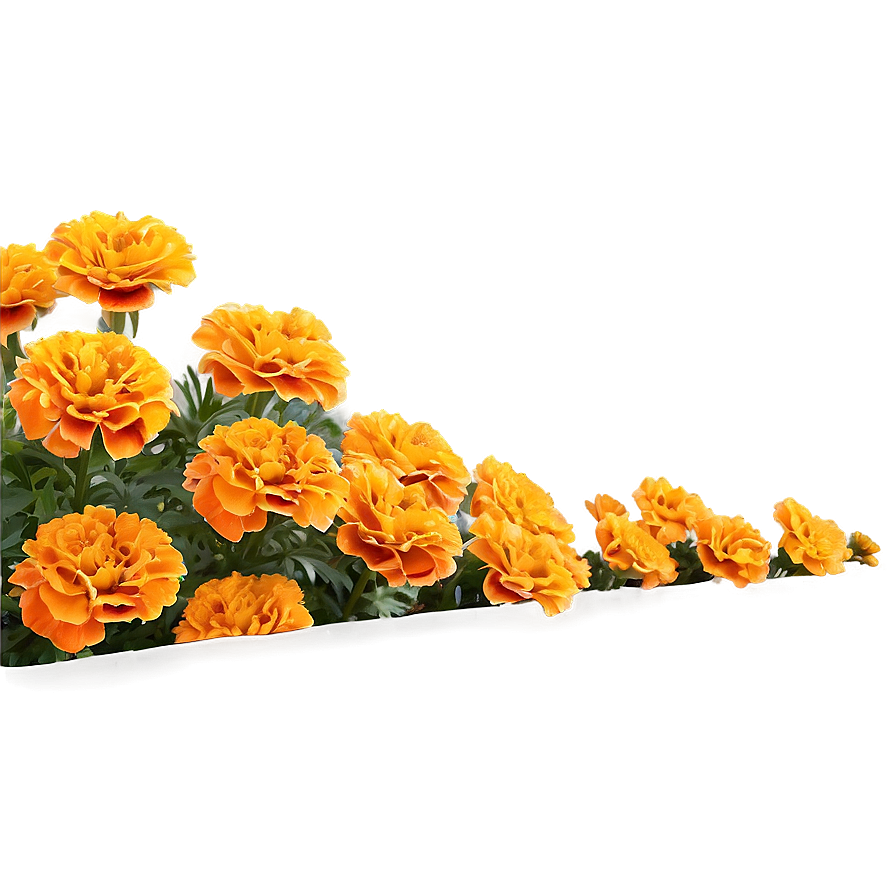 Vibrant Marigolds Garden Png 46 PNG