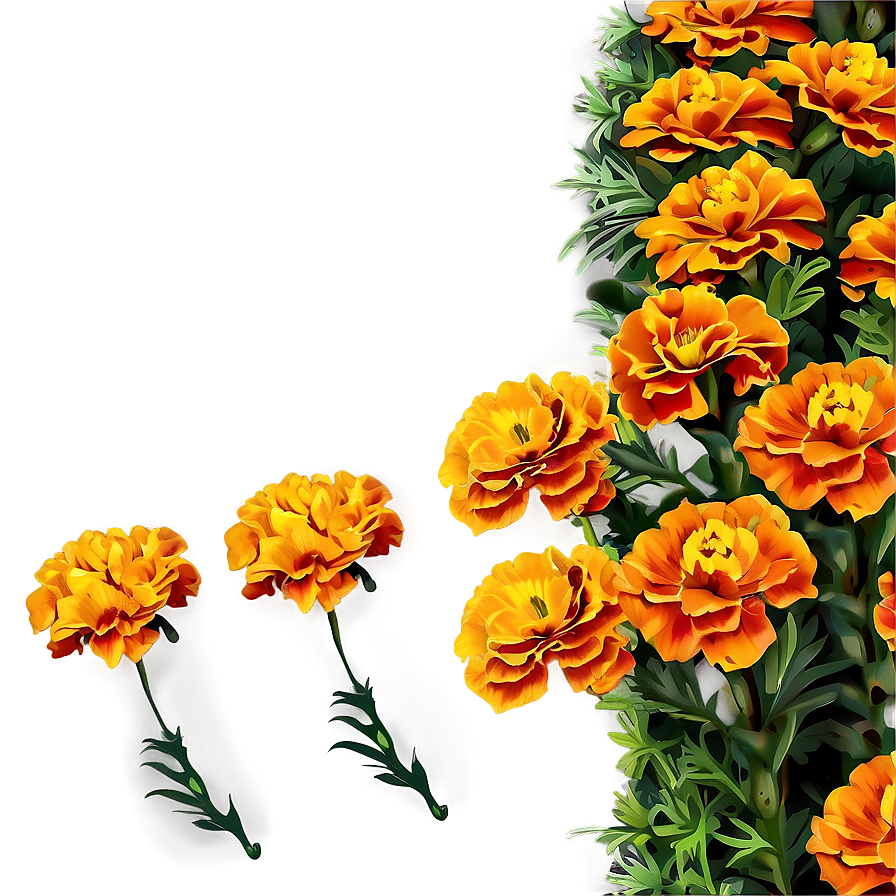 Vibrant Marigolds Garden Png Use14 PNG