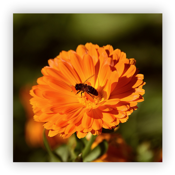 Vibrant Marigoldwith Bee PNG