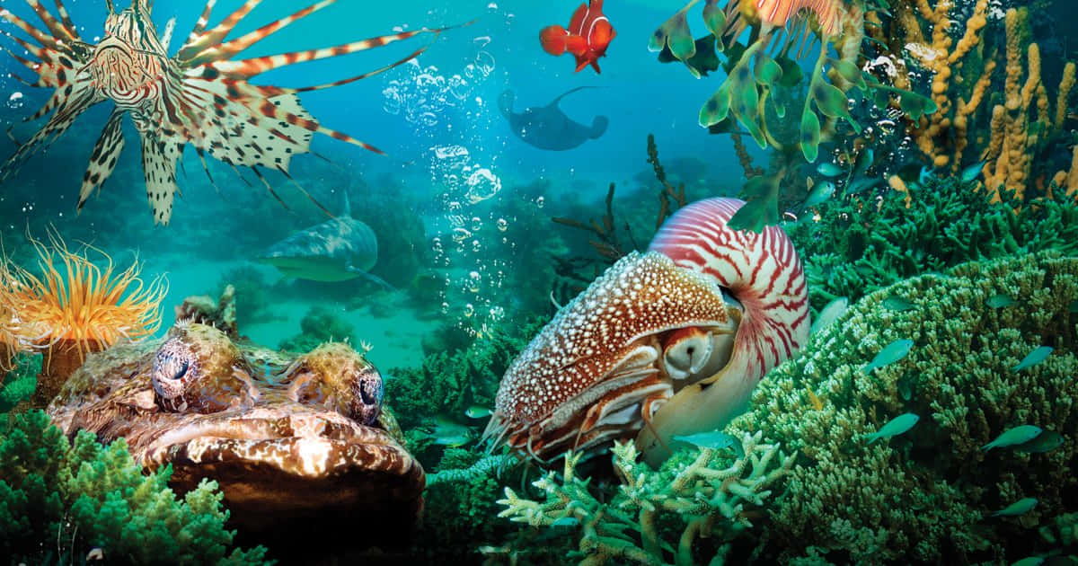 Vibrant_ Marine_ Life_ Underwater_ Scene.jpg Wallpaper