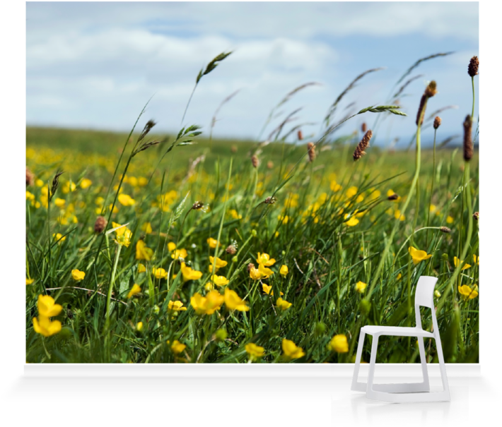 Vibrant Meadow Buttercups PNG