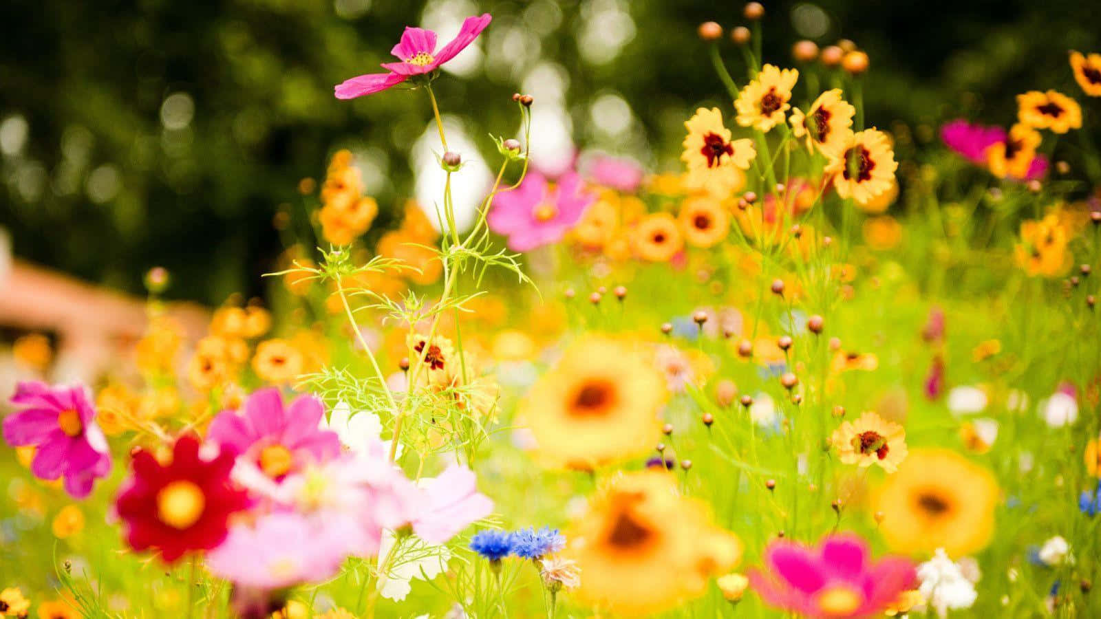 Vibrant_ Meadow_ Flowers.jpg Wallpaper