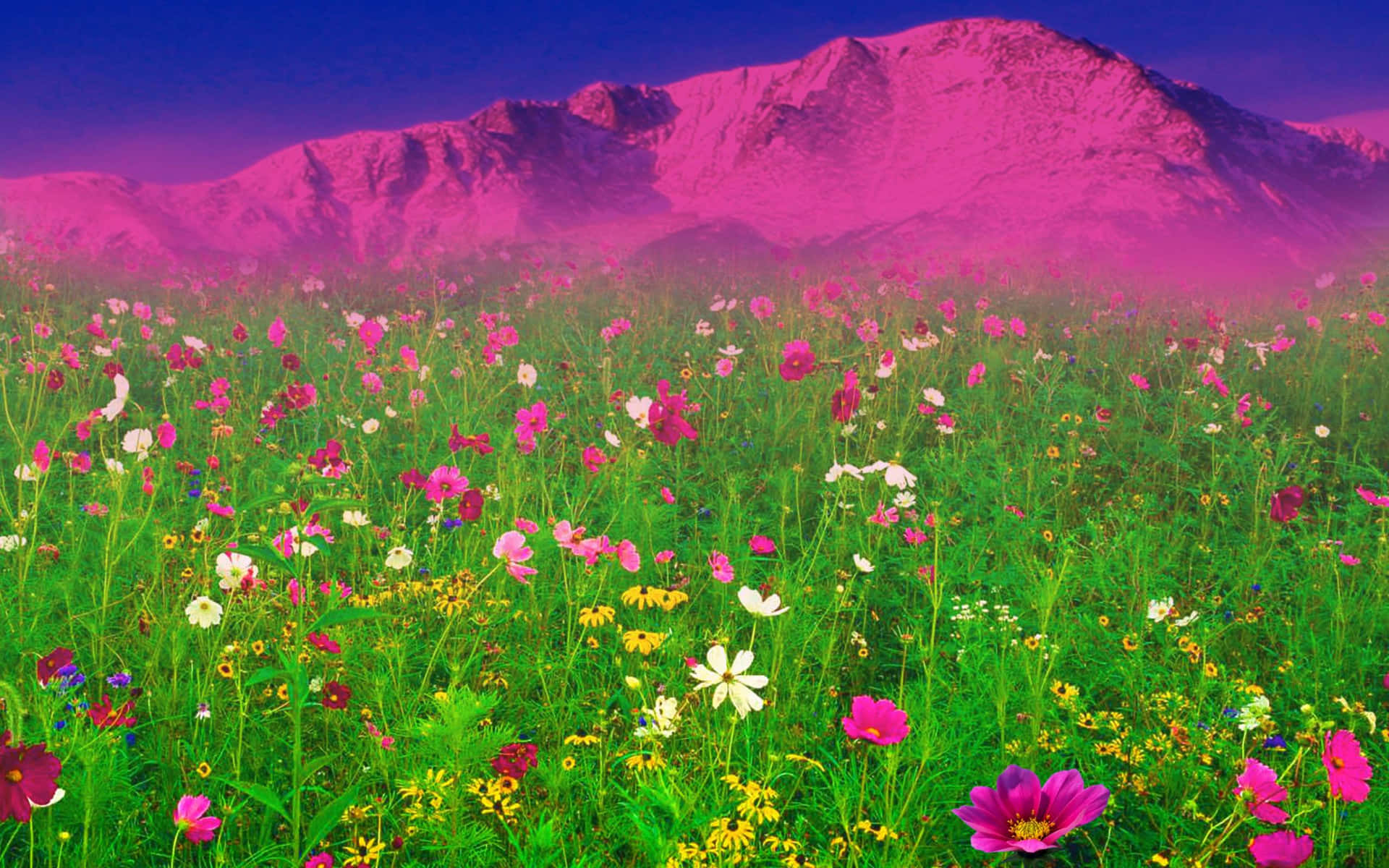 Vibrant_ Meadow_ Mountain_ View.jpg Wallpaper