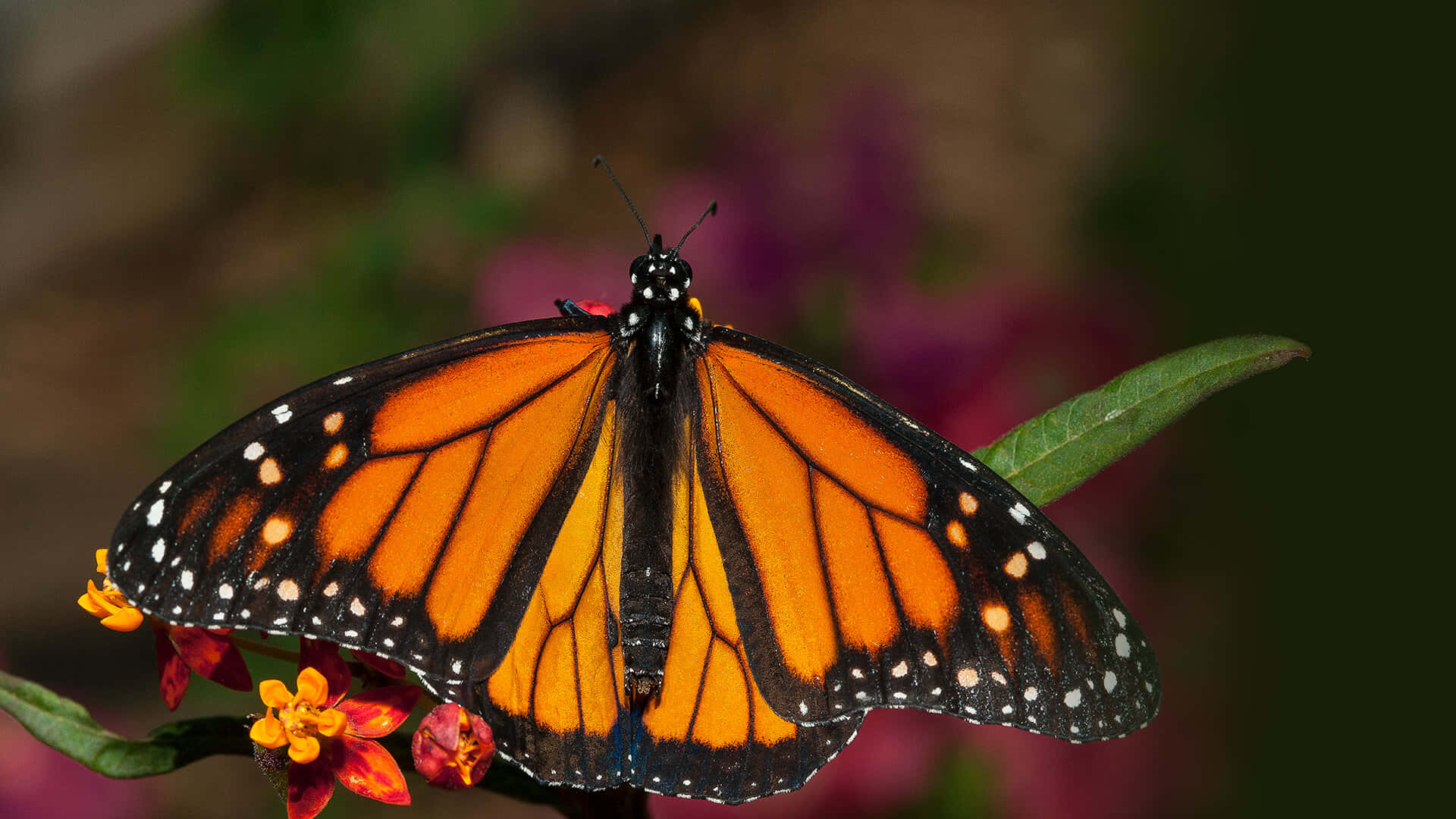 Vibrant Monarch Butterflyon Flower.jpg Wallpaper