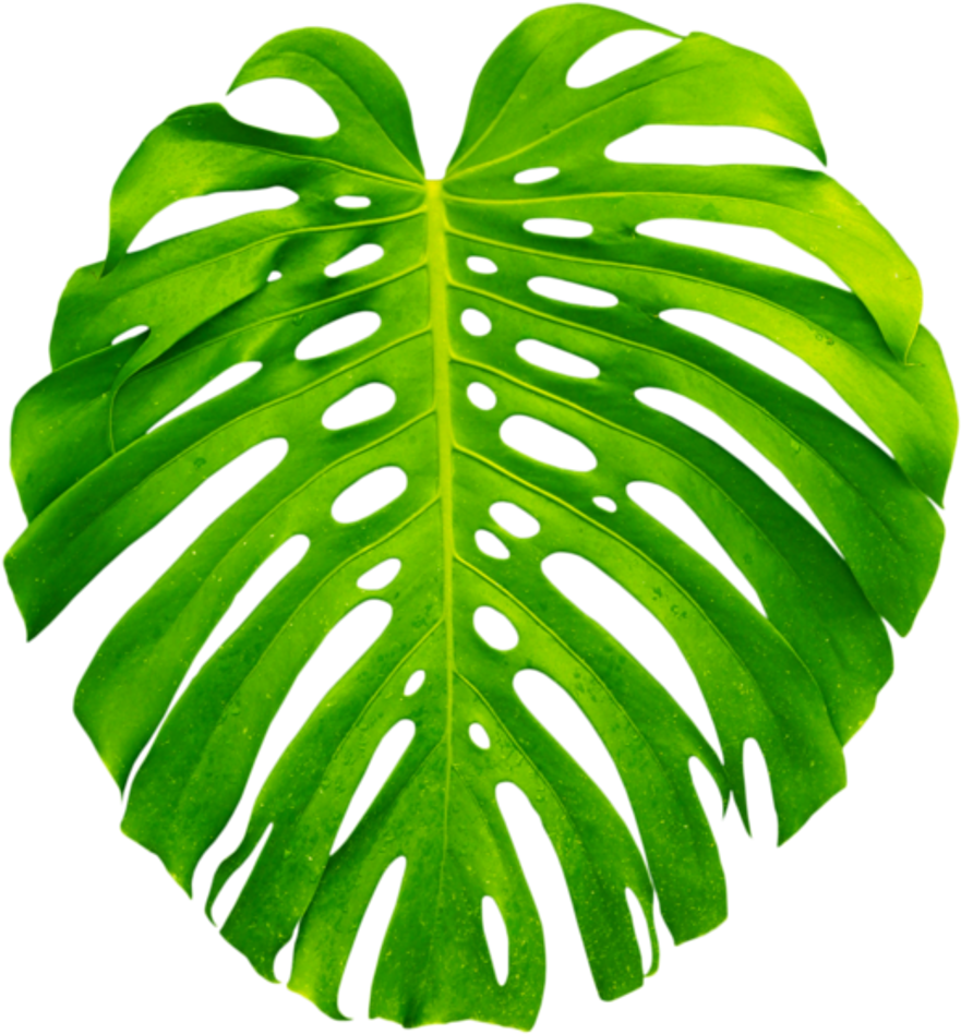 Vibrant Monstera Leaf PNG