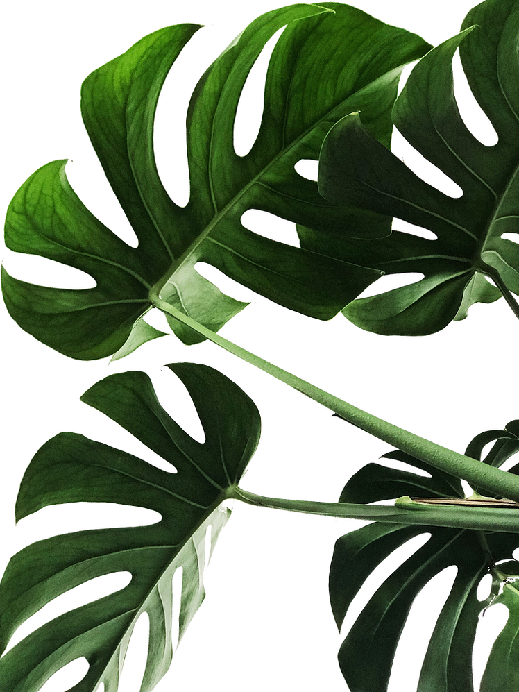 Vibrant Monstera Leaves PNG