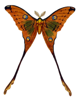 Vibrant Moth Spread Wings PNG