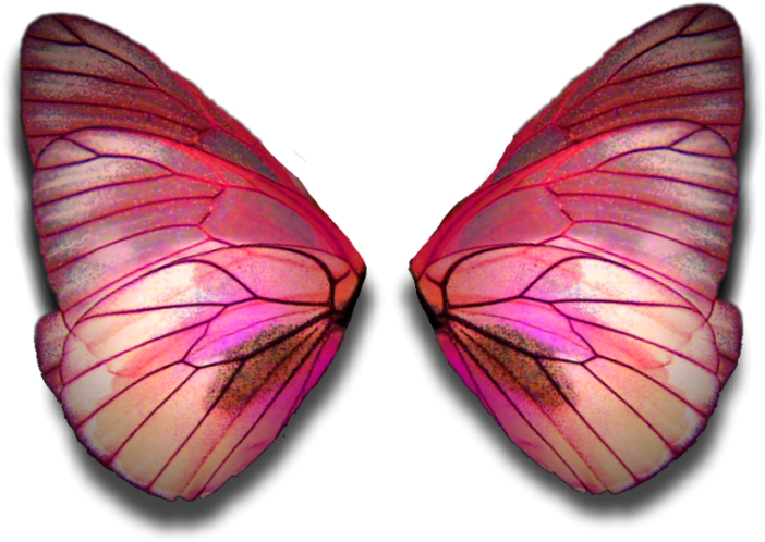 Vibrant Moth Wings PNG