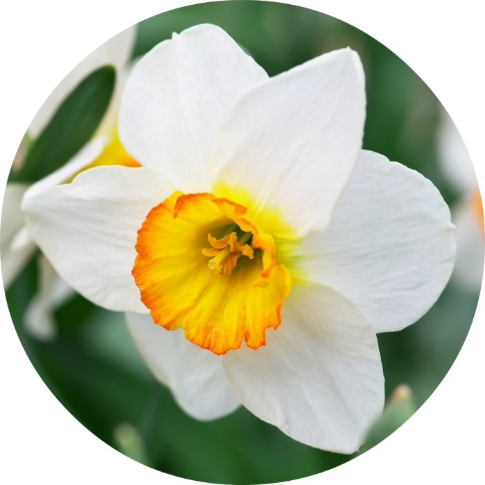 Vibrant Narcissus Flower PNG