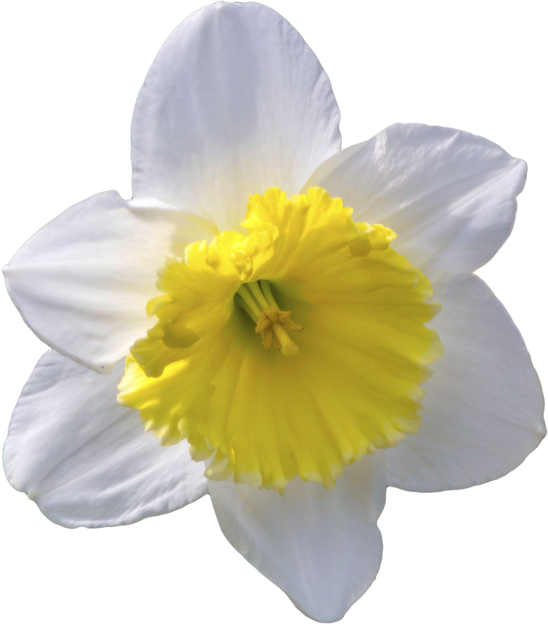 Vibrant Narcissus Flower PNG