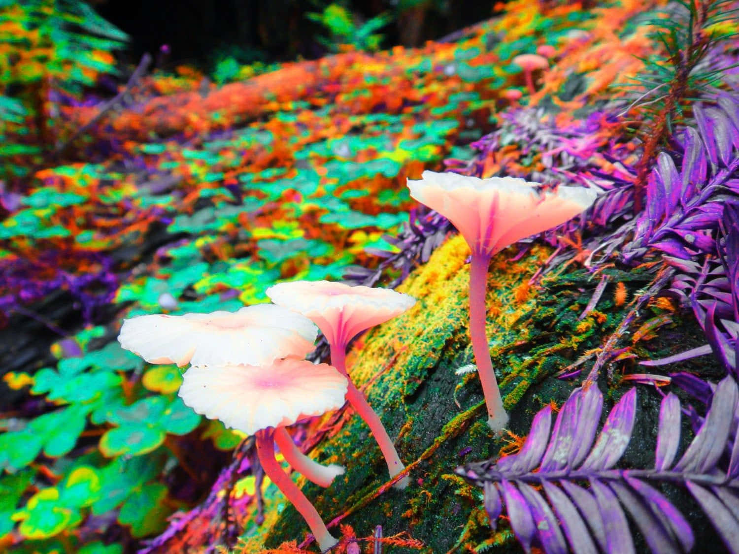 Vibrant Neon Forest Fungi.jpg Wallpaper