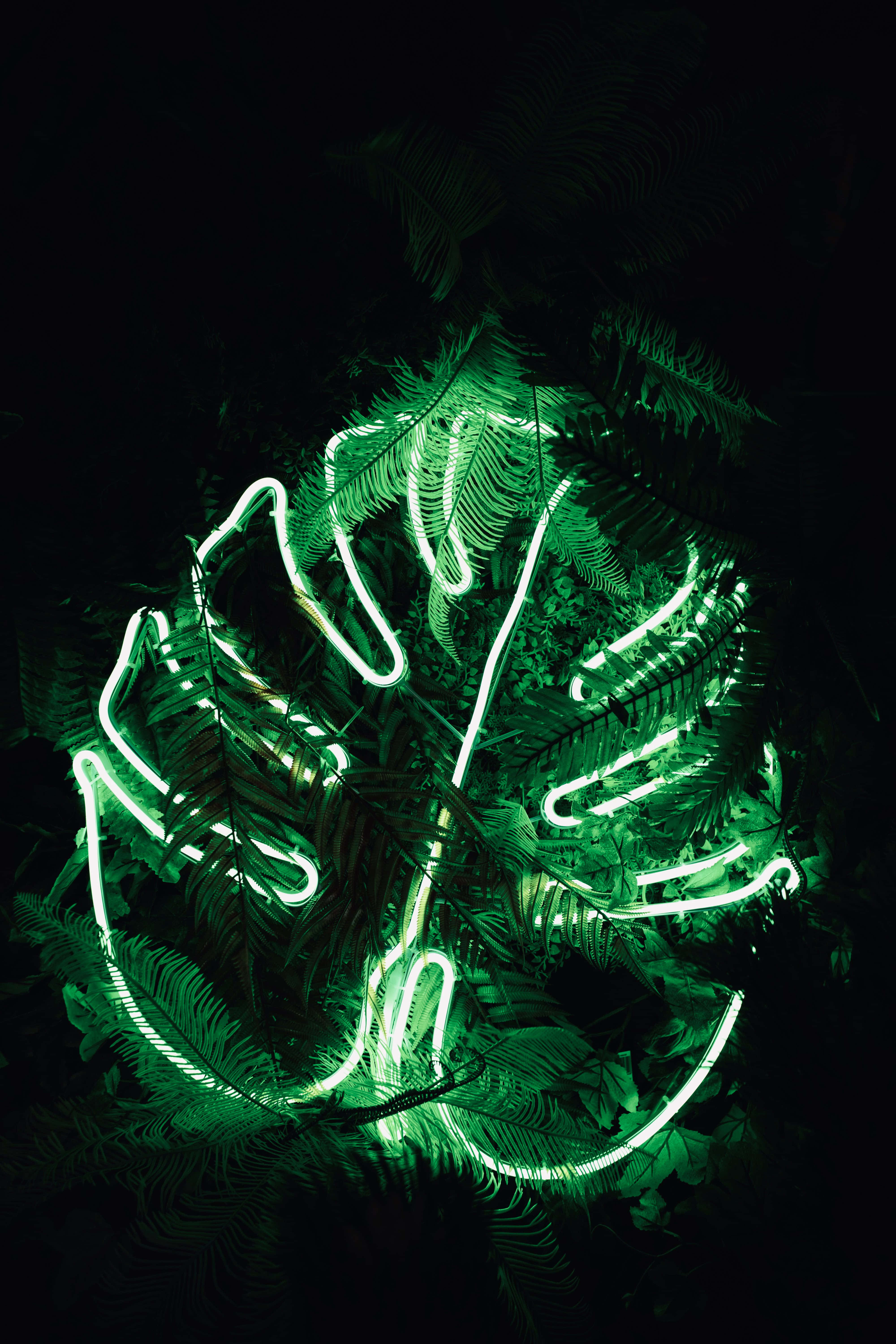 Vibrant Neon Plants Illuminating The Night Wallpaper