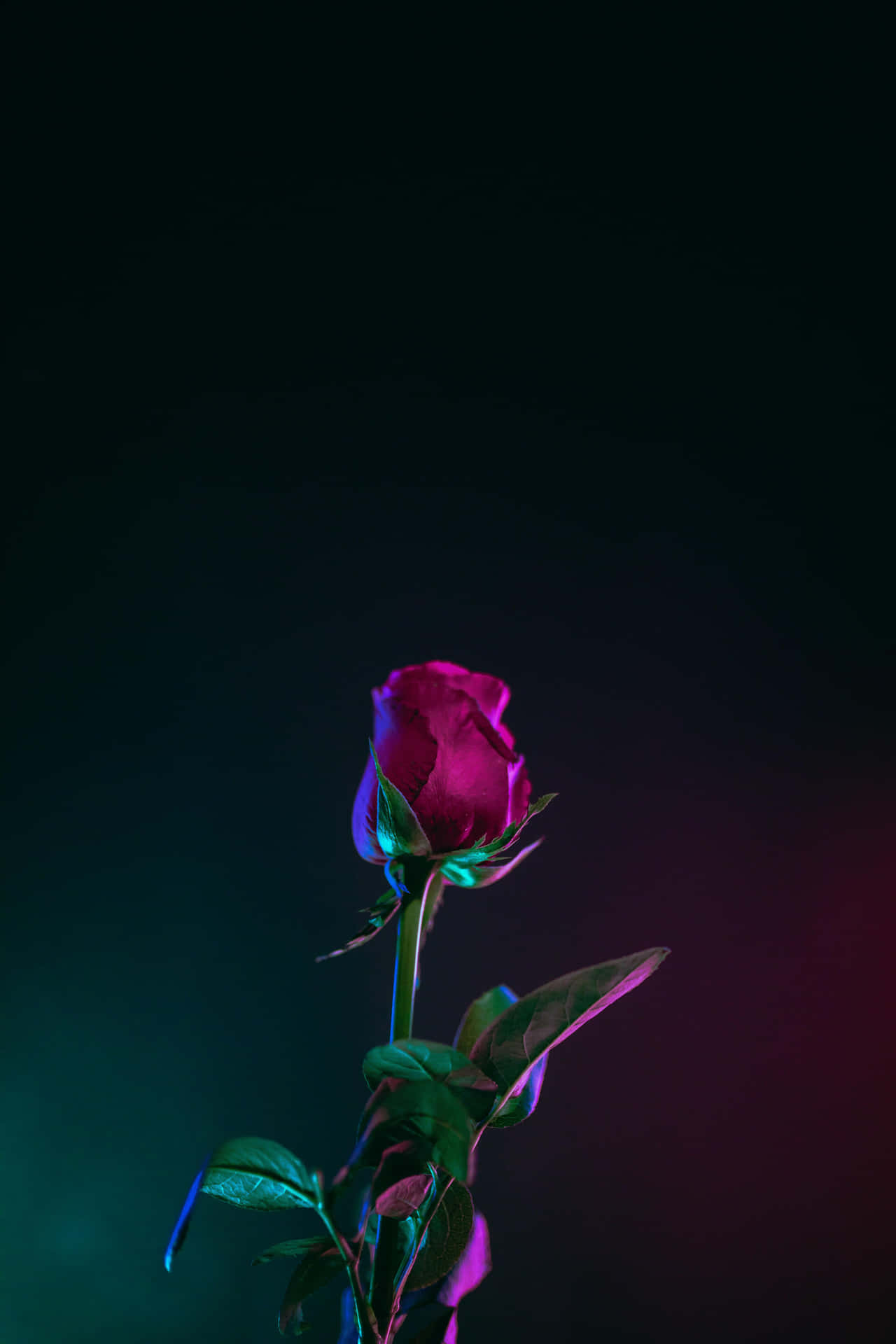 Vibrant Night Rose Wallpaper