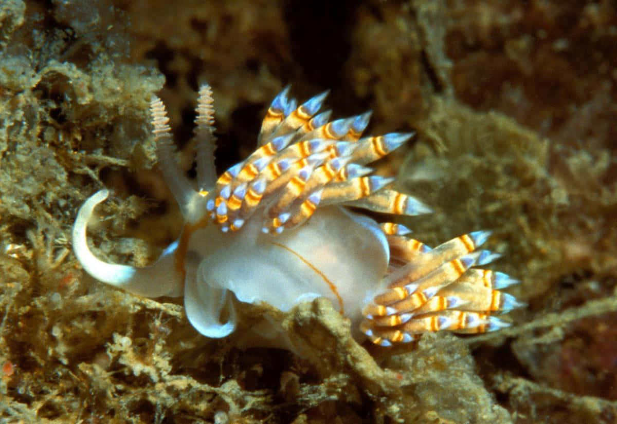 Vibrant Nudibranch In Its Natural Habitat Wallpaper