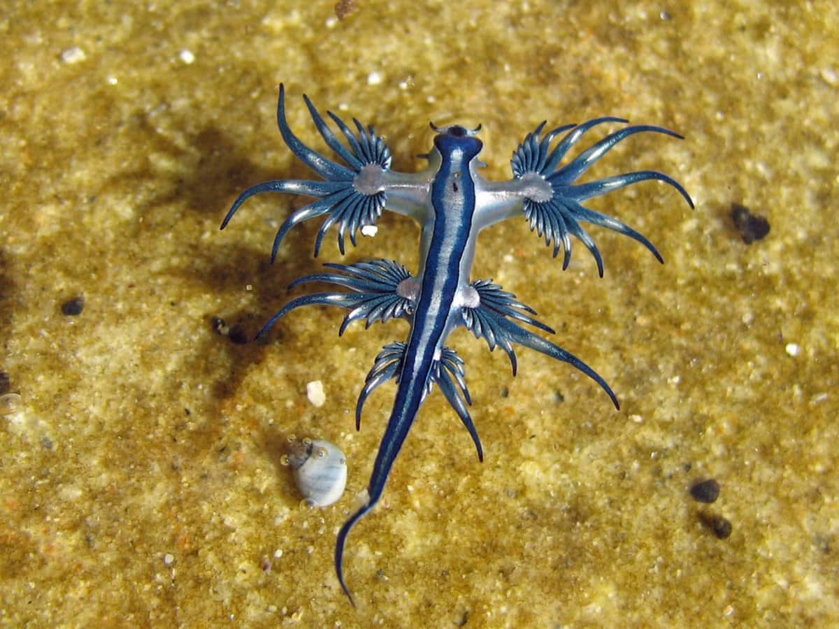 Vibrant Nudibranch On A Coral Reef Wallpaper