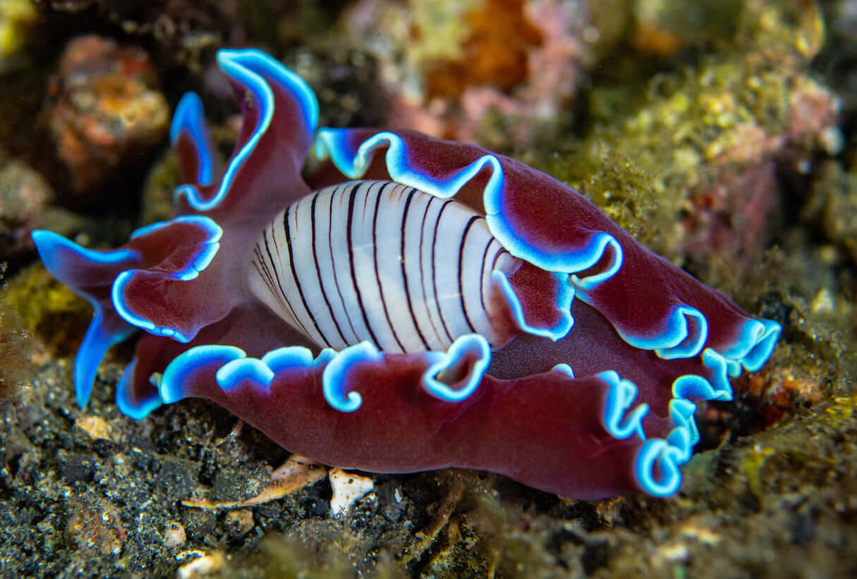 Download Vibrant Nudibranch Underwater Wallpaper | Wallpapers.com