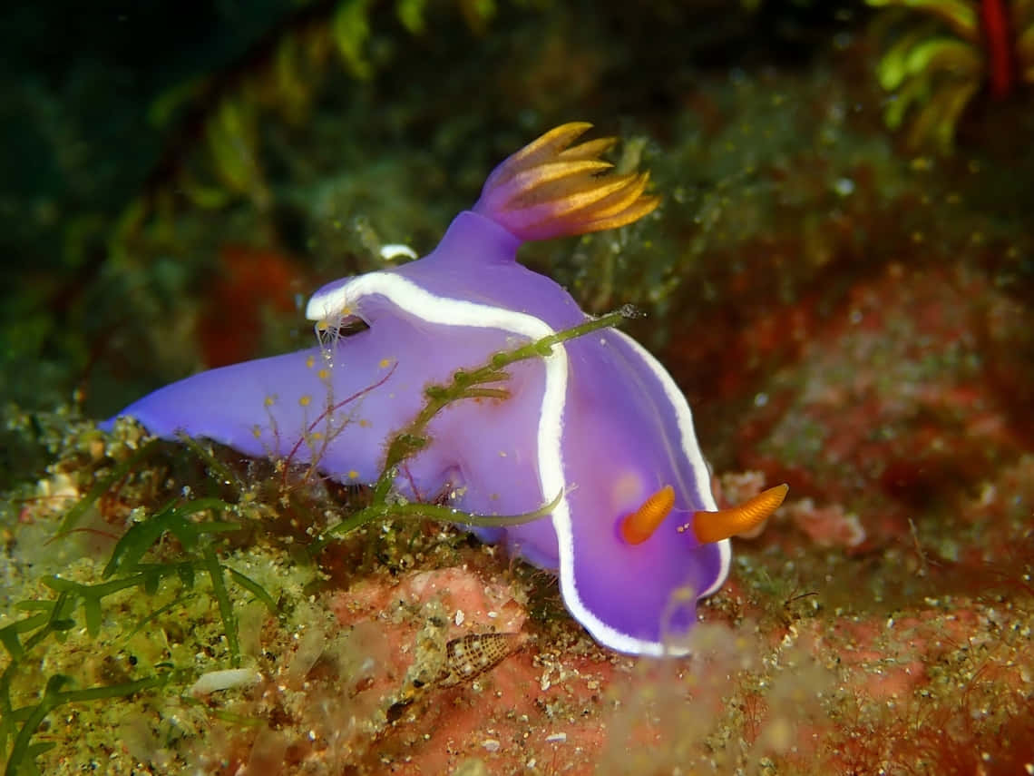 Download Vibrant Nudibranch Underwater Wallpaper | Wallpapers.com