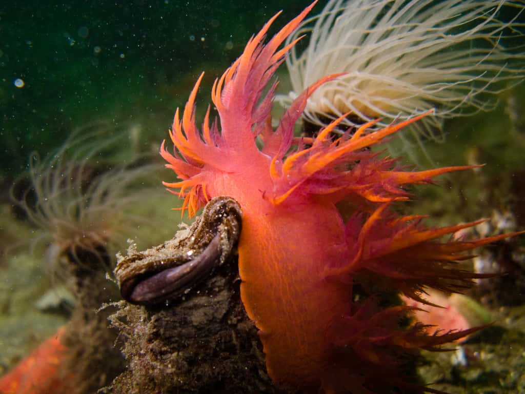 Vibrant Nudibranch Underwater Wallpaper