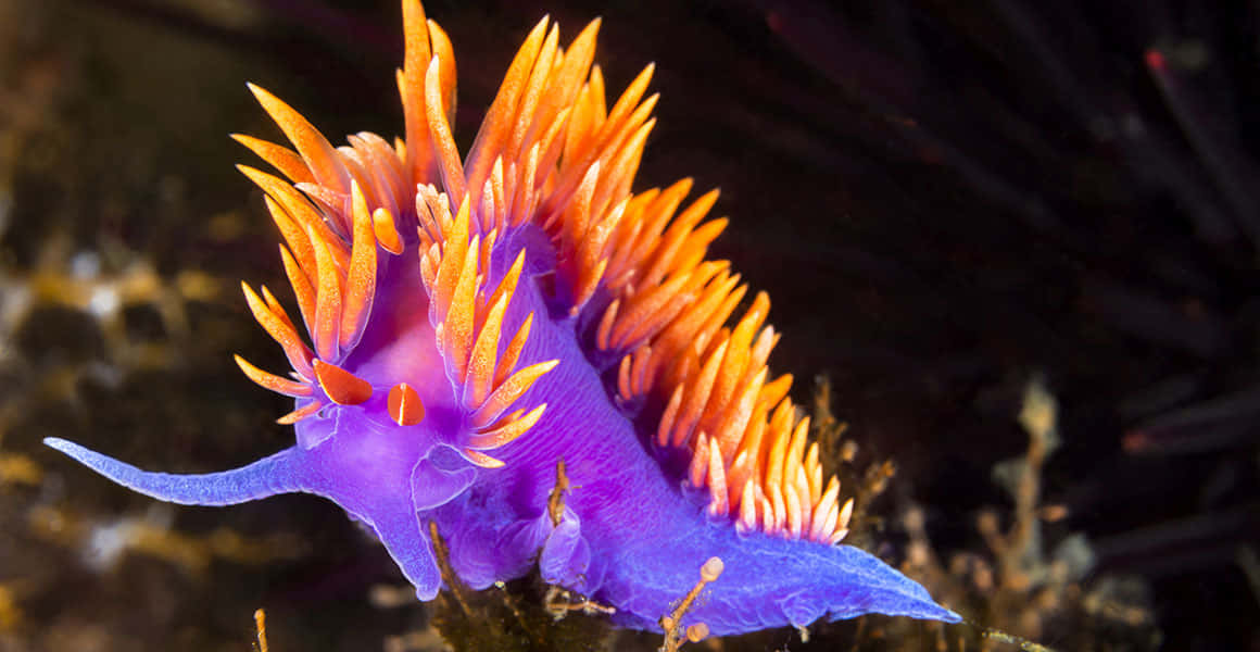 Vibrant Nudibranch Underwater Wallpaper