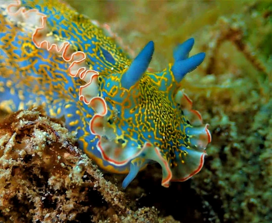 Vibrant Nudibranchon Coral Wallpaper