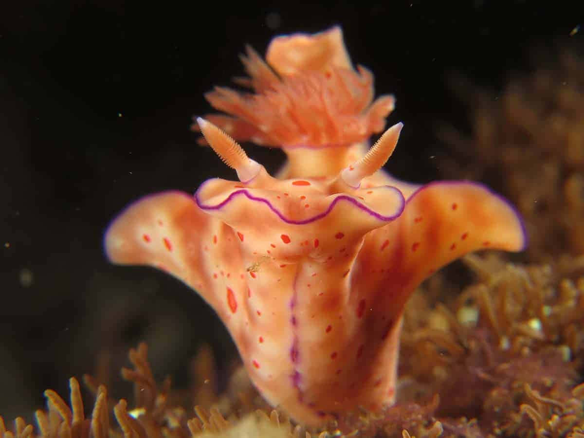 Vibrant Nudibranchon Coral Wallpaper