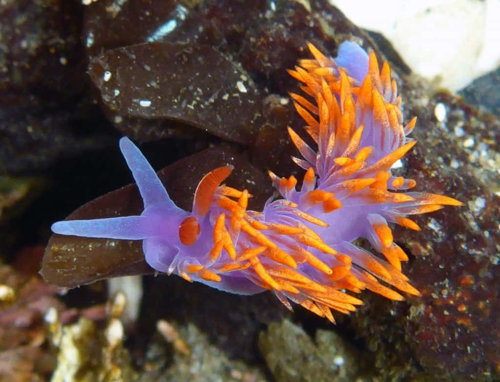 Vibrant Nudibranchon Seafloor Wallpaper