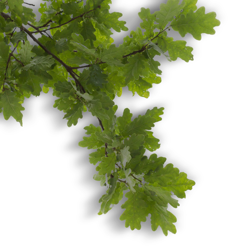 Vibrant Oak Branch.png PNG